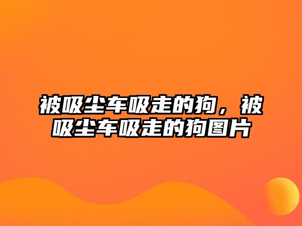 被吸塵車吸走的狗，被吸塵車吸走的狗圖片